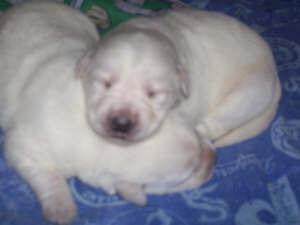 Puppies in IN