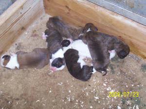 Puppies in IN