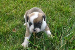Puppies in IN