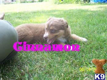 Puppies in IN