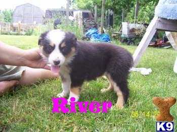 Puppies in IN