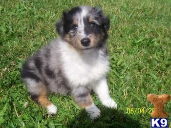 Puppies in IN