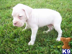 Puppies in IN