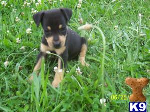 Puppies in IN