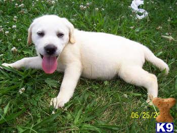 Puppies in IN