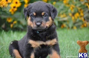 Rottweiler Puppies for Sale