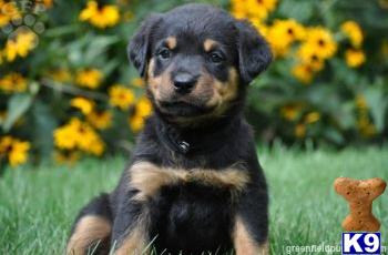 Rottweiler Puppies for Sale
