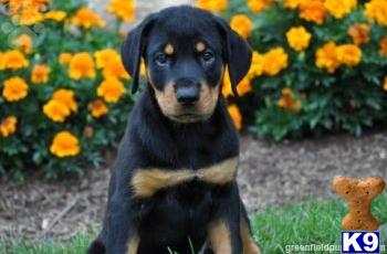 Rottweiler Puppies for Sale