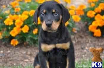 Rottweiler Puppies for Sale