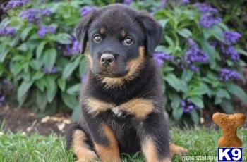 Rottweiler Puppies for Sale