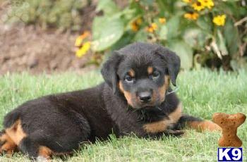 Rottweiler Puppies for Sale
