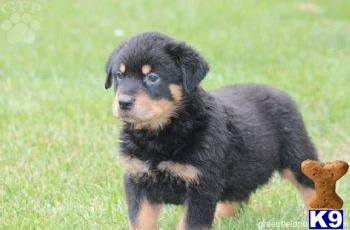 Rottweiler Puppies for Sale