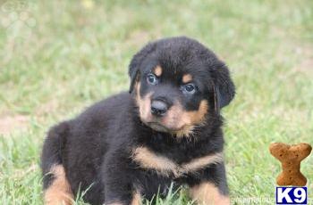 Rottweiler Puppies for Sale