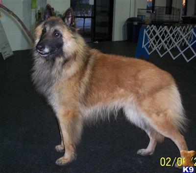 Belgian Tervuren Puppies for Sale