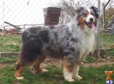 Stud Dogs - Australian Shepherd