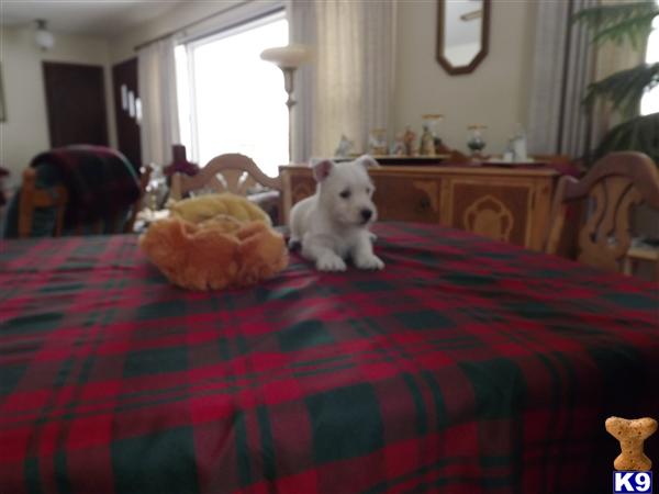 West Highland White Terrier Puppies