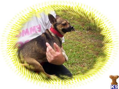 Dogs - Chihuahua