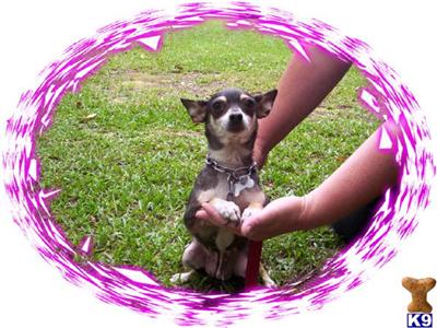 Dogs - Chihuahua