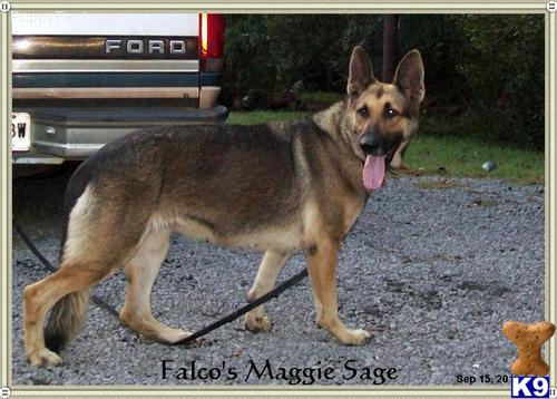 Dogs for Sale