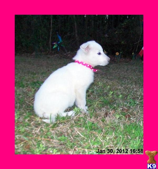 Puppies in SC