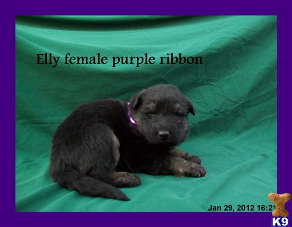 Puppies in SC