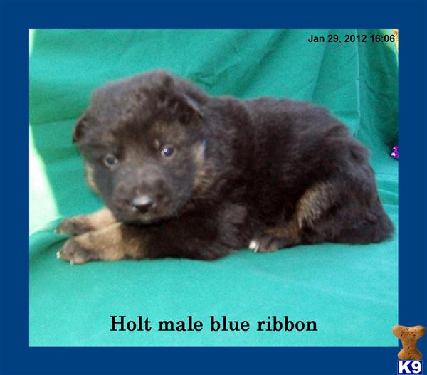 Puppies in SC