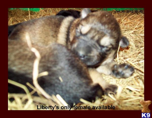 Puppies in SC