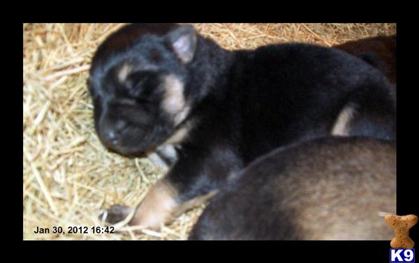 Puppies in SC