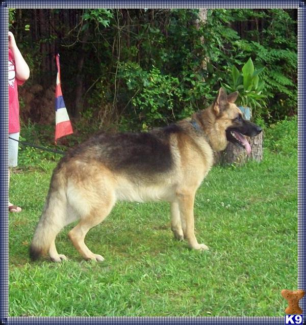 German Shepherd Puppies in SC