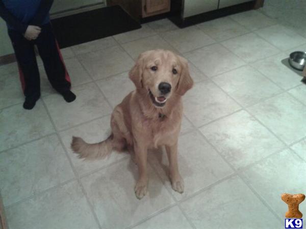 Stud Dogs - Golden Retriever