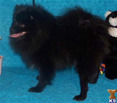 Stud Dogs - Pomeranian
