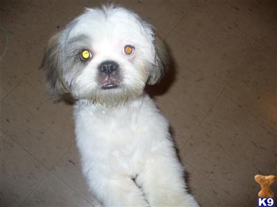 Puppies for Adoption
