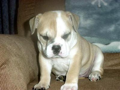 Bulldog Puppies for Sale