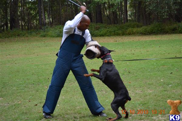 doberman puppies nc document moved doberman puppies nc document moved