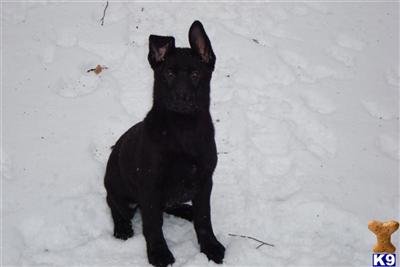 Puppies in PA
