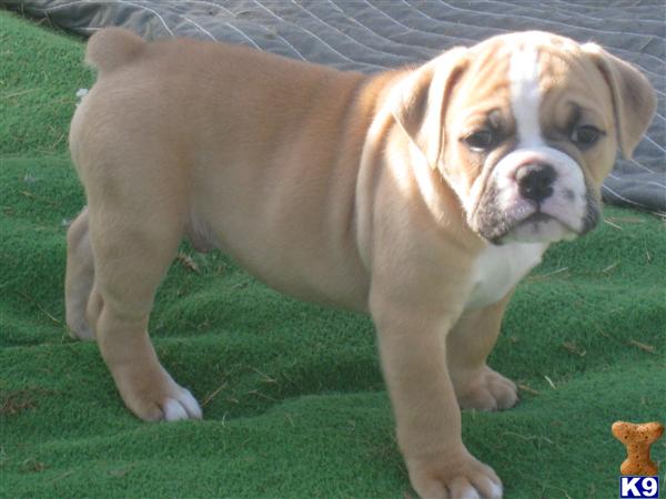 bulldog puppies ohio document moved bulldog puppies ohio document moved