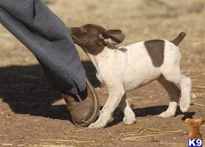 German Shorthaired Pointer Puppies for Sale