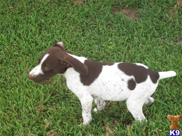 German Shorthaired Pointer Puppies