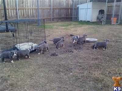 Puppies in LA