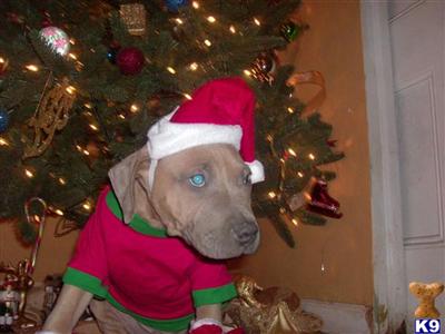 American Staffordshire Terrier Puppies for Sale