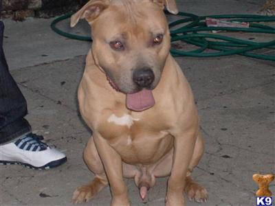 Stud Dogs - American Pit Bull