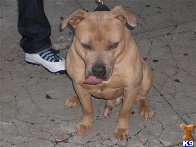 Dogs - American Pit Bull