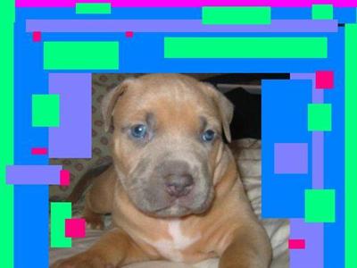 Puppies in NY