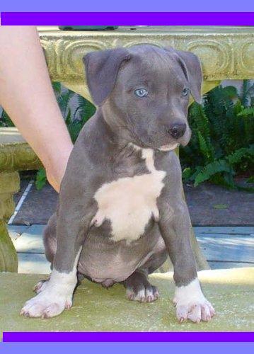 Dogs for Sale