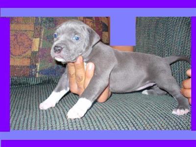 American Staffordshire Terrier Puppies