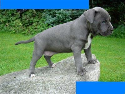 Puppies in NY