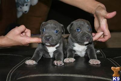 Puppies for Sale