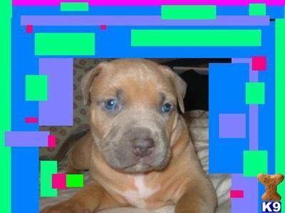 Puppies in NY