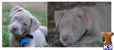 Puppies for Sale