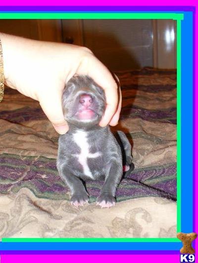 Puppies for Sale